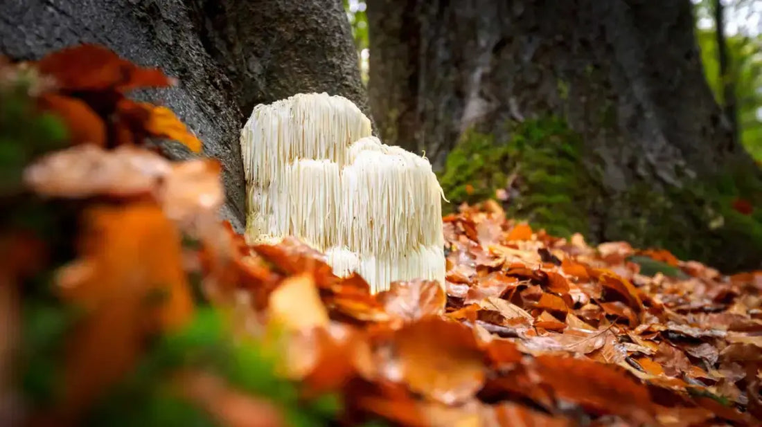 Unlocking the Potential of Lion's Mane Mushroom: A Guide to Its True Nature and Benefits